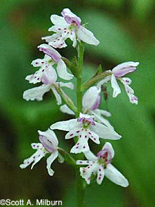 Round-leaved orchis