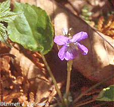 Selkirks Violet