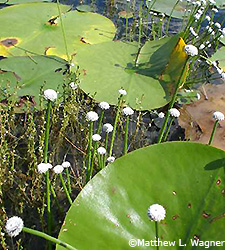 Seven Angle Pipewort