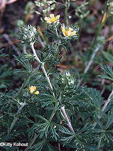 Silvery Cinquefoil