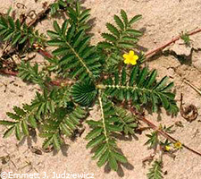 Silverweed Cinquefoil