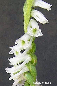 Northern Slender Lady's Tresses