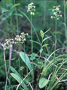 Small Green Wood Orchis