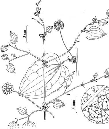 Common Carrion Flower