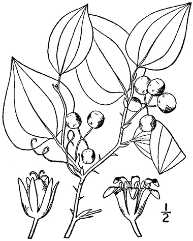 Round leaf greenbrier