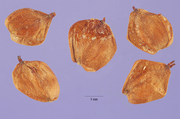 seeds