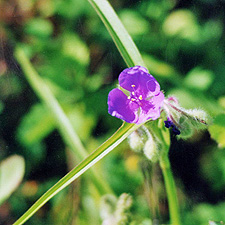 Virginia Spiderwort
