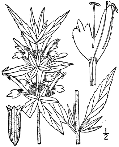 drawing