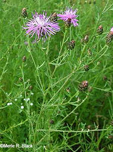 Spotted Knapweed