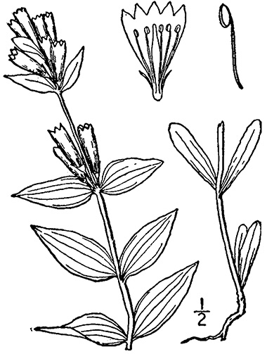 Drawing