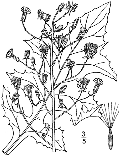 plant drawing