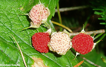 Thimbleberry fruit