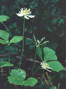 Three-leaf goldthread