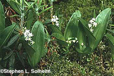 three-leaved solomon's seal