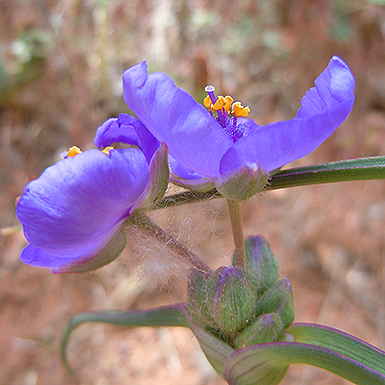 Western Spiderwort