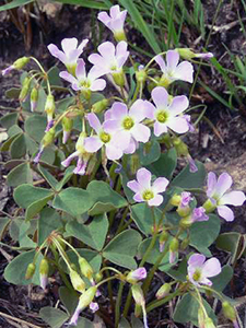 Violet Wood sorrel