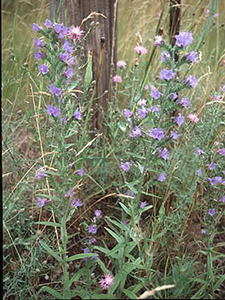 Vipers Bugloss