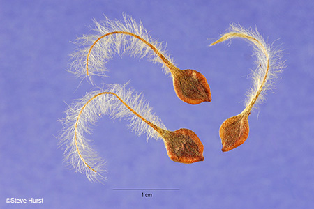 seeds