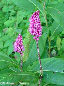 Water Pepper