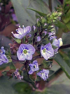 Water Speedwell