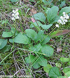 Wax-flowered Shinleaf