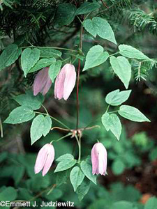 Western Blue Virgin's Bower