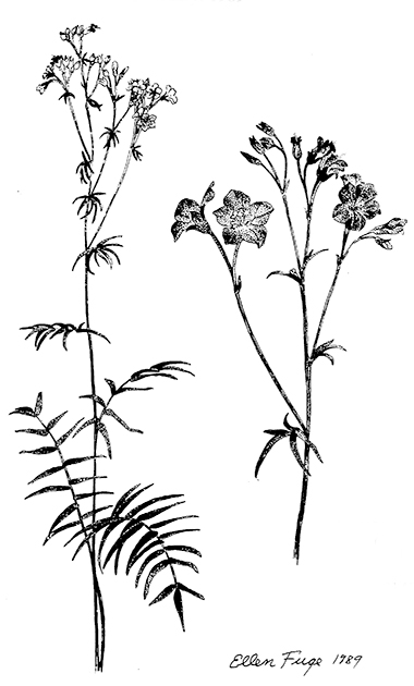 drawing