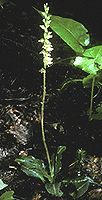 Western Rattlesnake Plantain