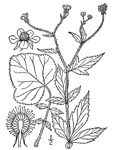 drawing