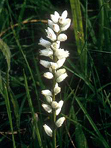 White Colicroot