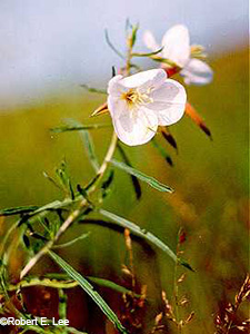 White Evening Primrose