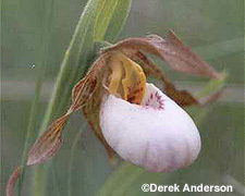 White Lady's-slipper
