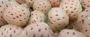 White Strawberry
