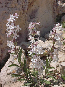 White Penstemon