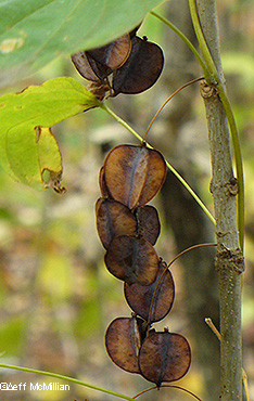 seed capsules