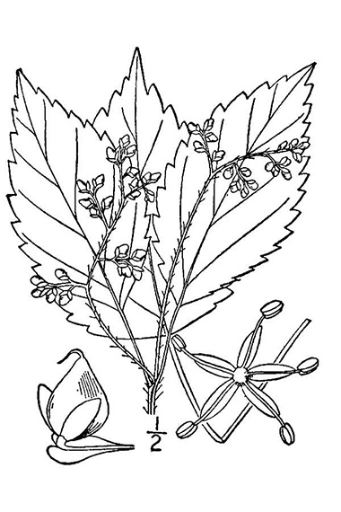 Wood nettle drawing
