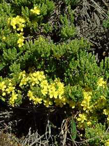 Woolly Beach Heather