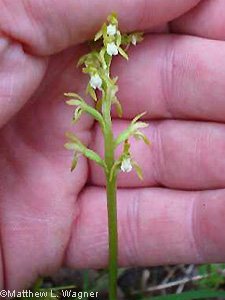 Yellow Coralroot