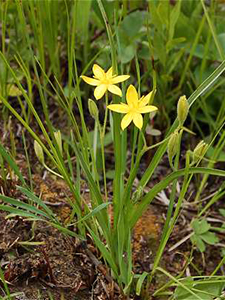 Yellow Star Grass