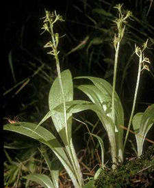 Yellow Widelip Orchid
