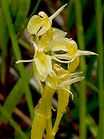 Yellow Wide-lip orchid