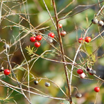 Asparagus berry