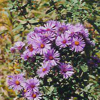 New England Aster