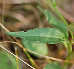 Sky blue aster leaf