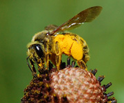 Bee on coneflower
