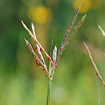 Big Bluestem