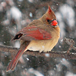 female cardinal