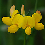Birdsfoot trefoil
