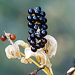 Blackberry Lily