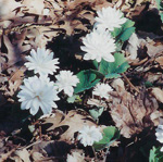 Double Bloodroot